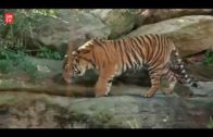 Harimau Sumatra di Kebun Binatang Taronga, Sydney